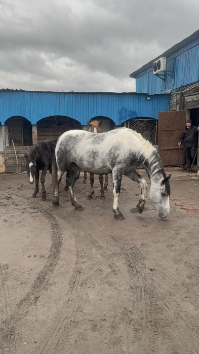 Кобыла 5 ти летка