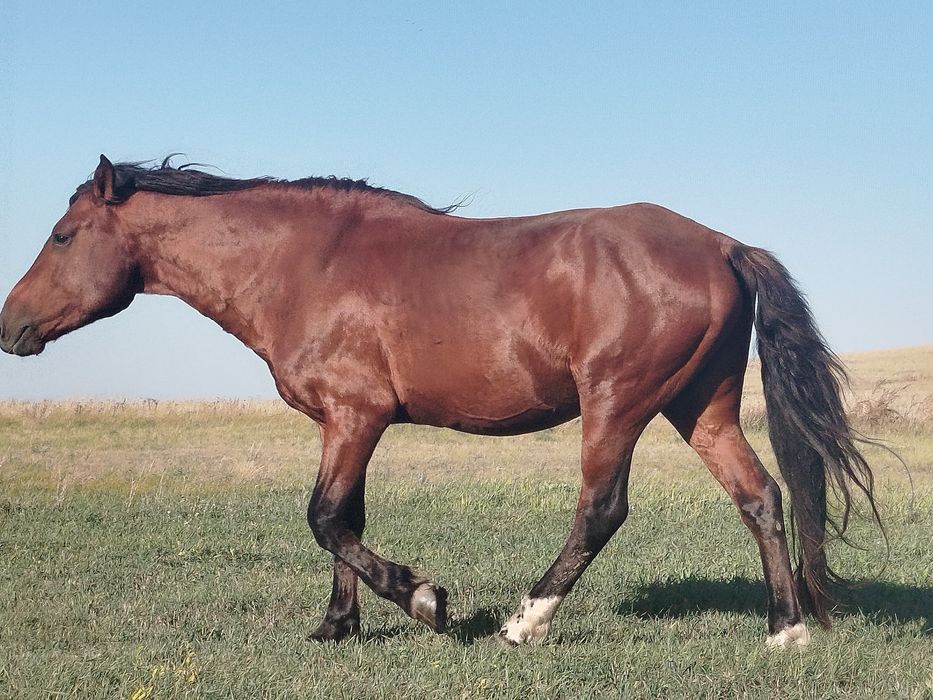 Айгыр, Жеребец продажа/обмен
