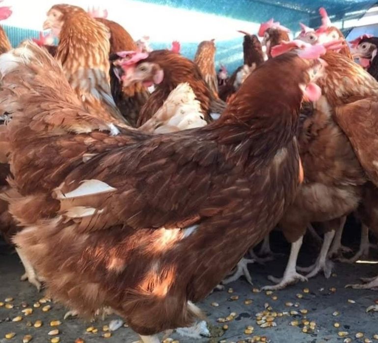 Vând găini roșii ouătoare rasă issa Brown puicuțe ouătoare