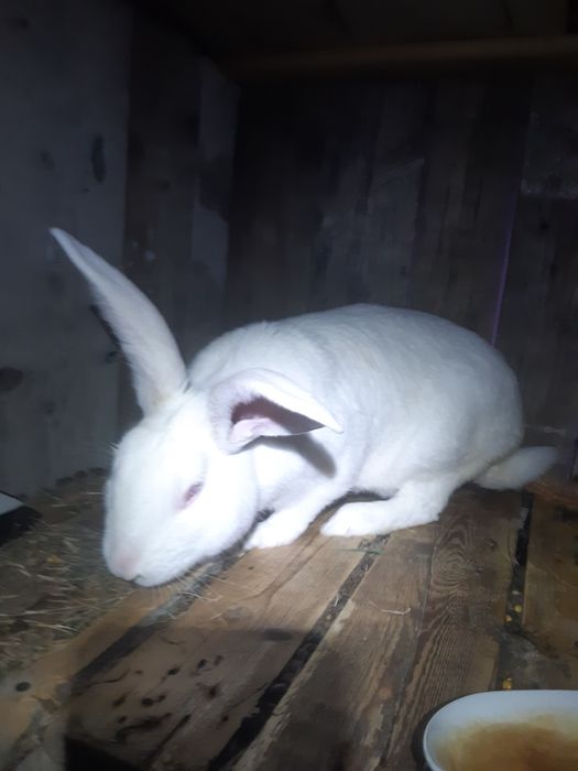 4 Iepurași masculi Hycole Francez – 8 săpt. (2kg)