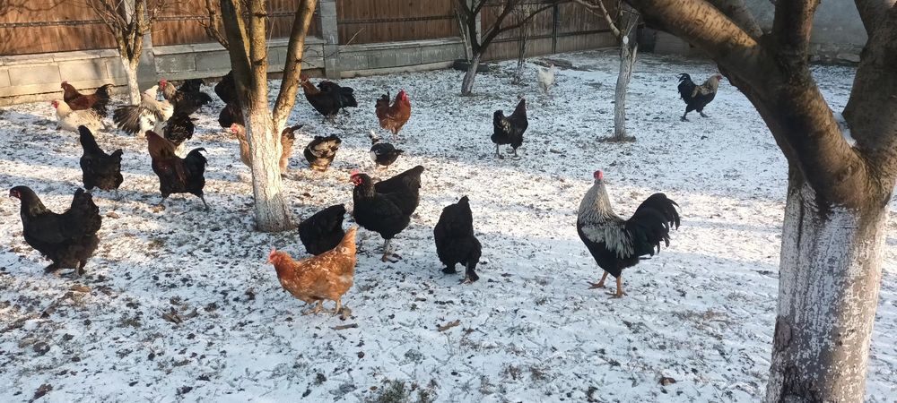 Cocosi tineri 7 luni