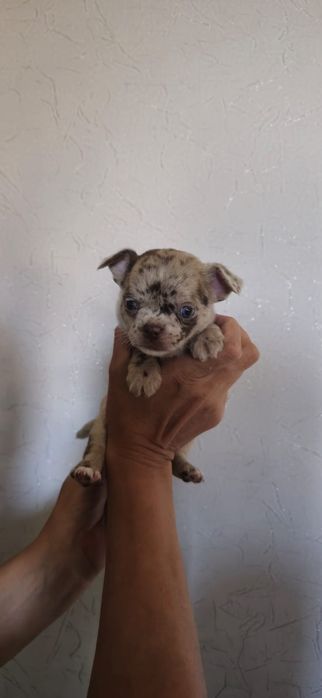 Красивые малыши Чихуахуа