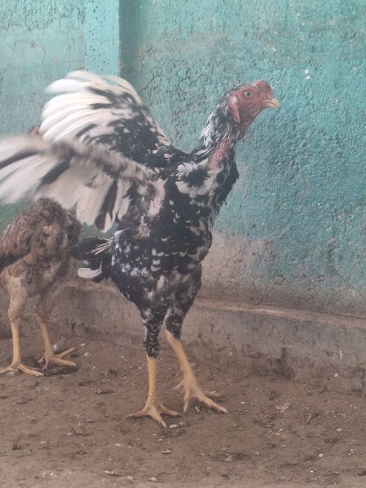 Дакан қораз сатылады.