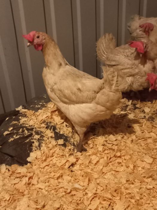 Продам курей несушек