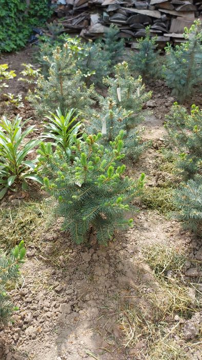 Голубые ели , Тянь шанские.