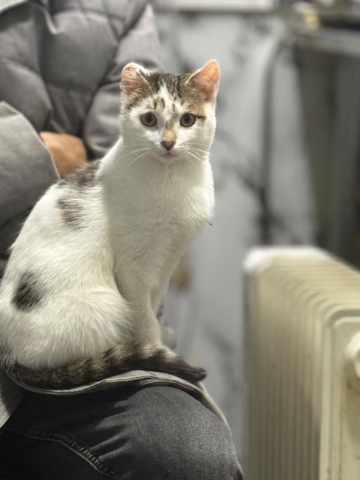 Кошечка в добрые руки