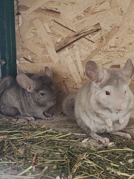 Шиншилы девочка и мальчик