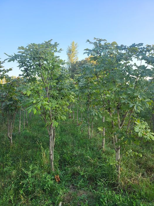 Хар хил турдаги декоратив кучатлар