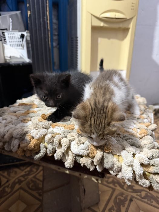 Котята в добрые руки бесплатно