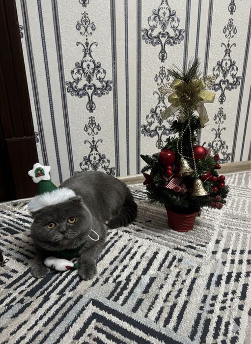 Вязка Скоттиш фолд кот