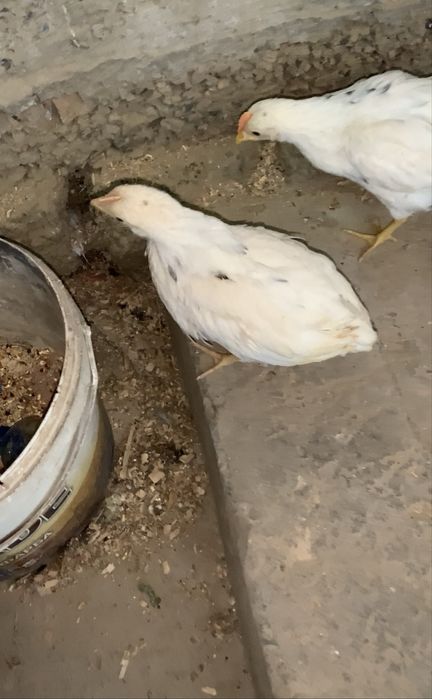 tovq va horoz sotilad