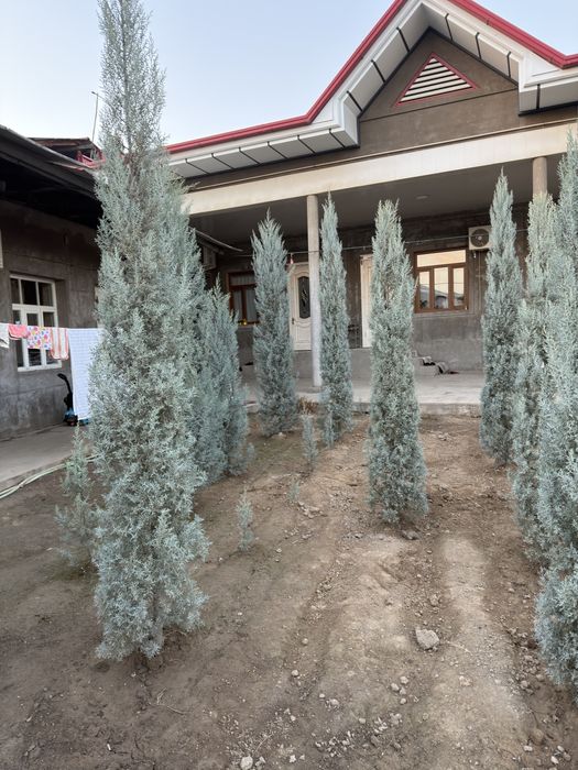 Arizonskiy kiparis argina italiya 2.50 dan 3 metrgacha