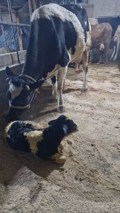 Продаются КРС коровы