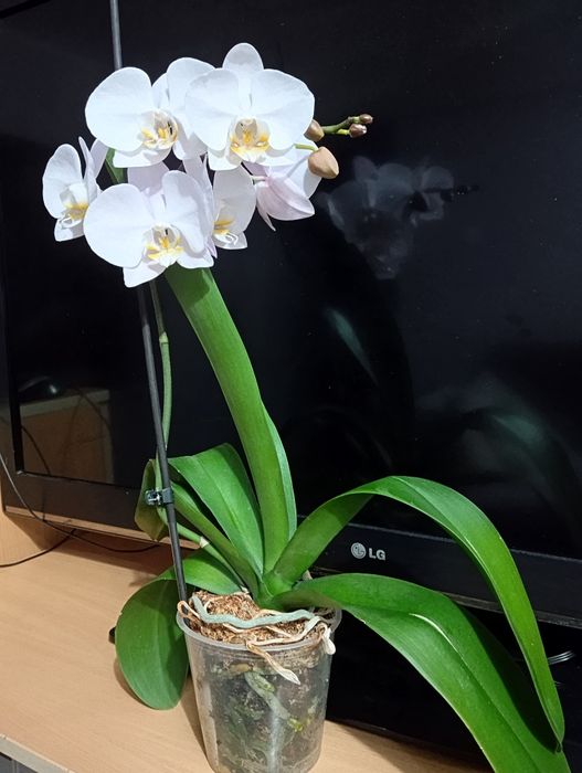 Орхидеи фаленопсис.