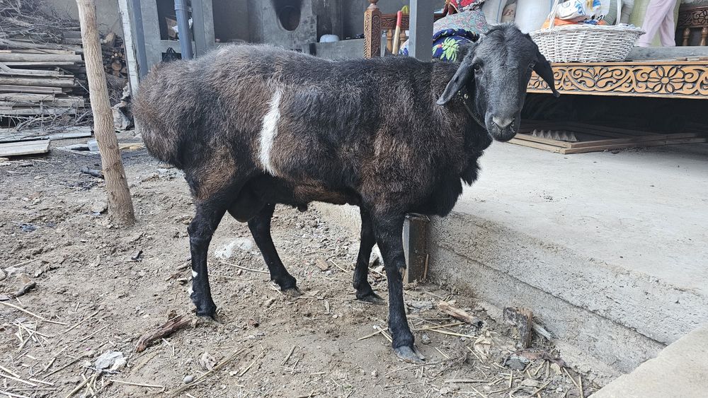 Уйда бокилган кучкор сотилади