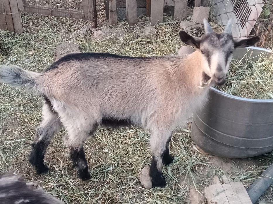 Зааненский коза ешкі