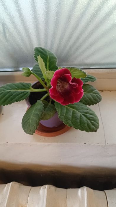 Продам глоксинии