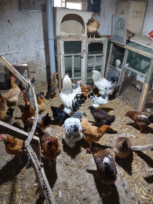 Хонаки товуклар сотилади