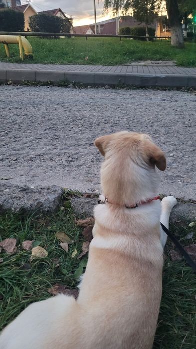 Luna isi cauta casuta ! Adoptie ! Sterilizata