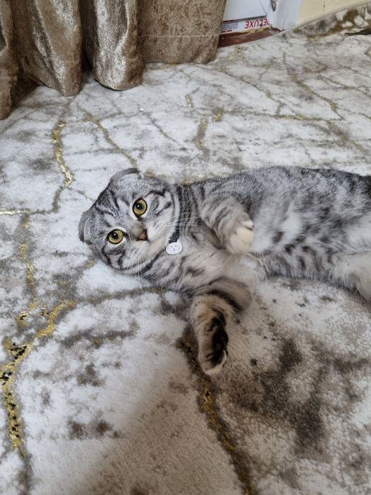 Mushuk (Scottish Fold) sotiladi