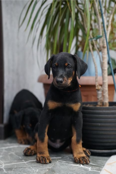 Щенки добермана на проджу