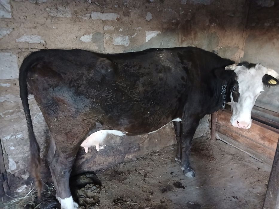 Продам корову и быка сементал
