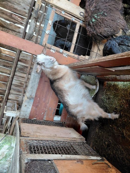 Ешкі сатылады, козел продам, ешки