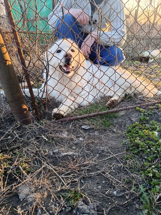 Mascul golden retriever.