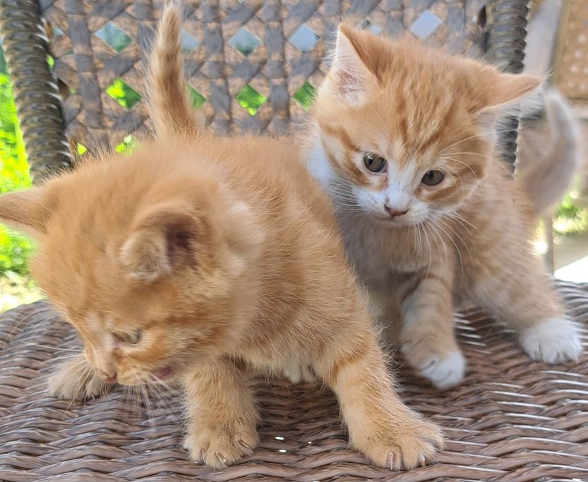 Мушук боласи берилади