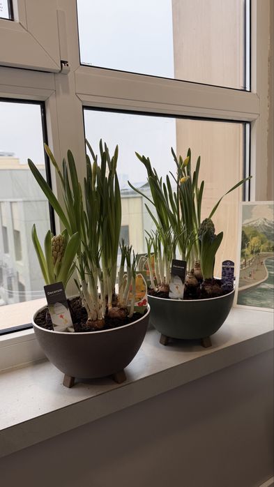 Композиции из первоцветов. Гиацинты, наруиссы, Крокусы