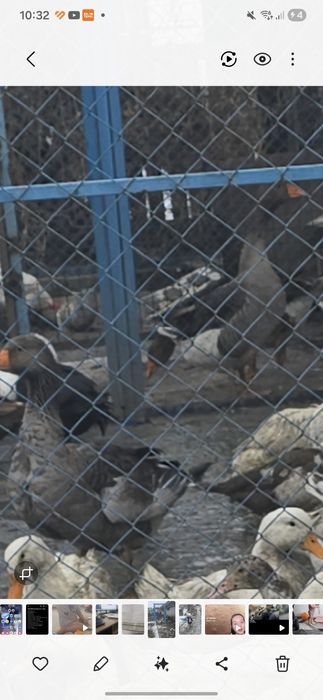 Продам гусей самцы