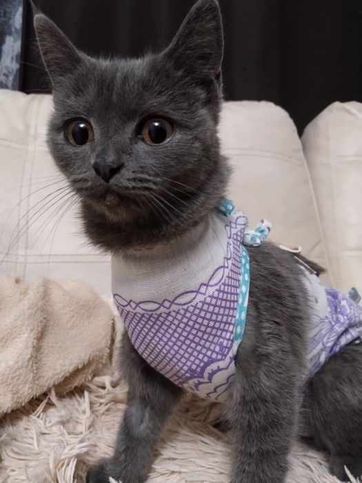 Ищем дом кошечке
