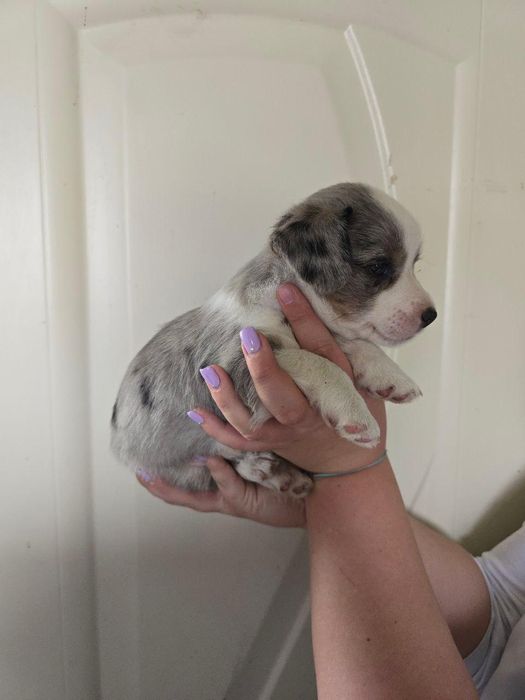 Продам щенков корги кардиган