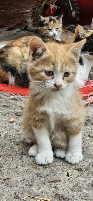 Котята в хорошие, добрые руки