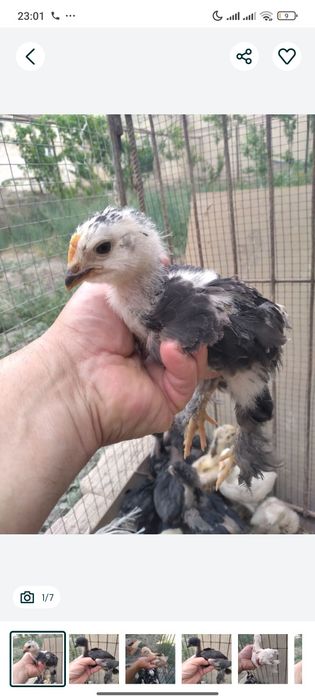 Brama tovuq tuxumi va joʻjasi sotiladi. Qoni va zoti tozasi.