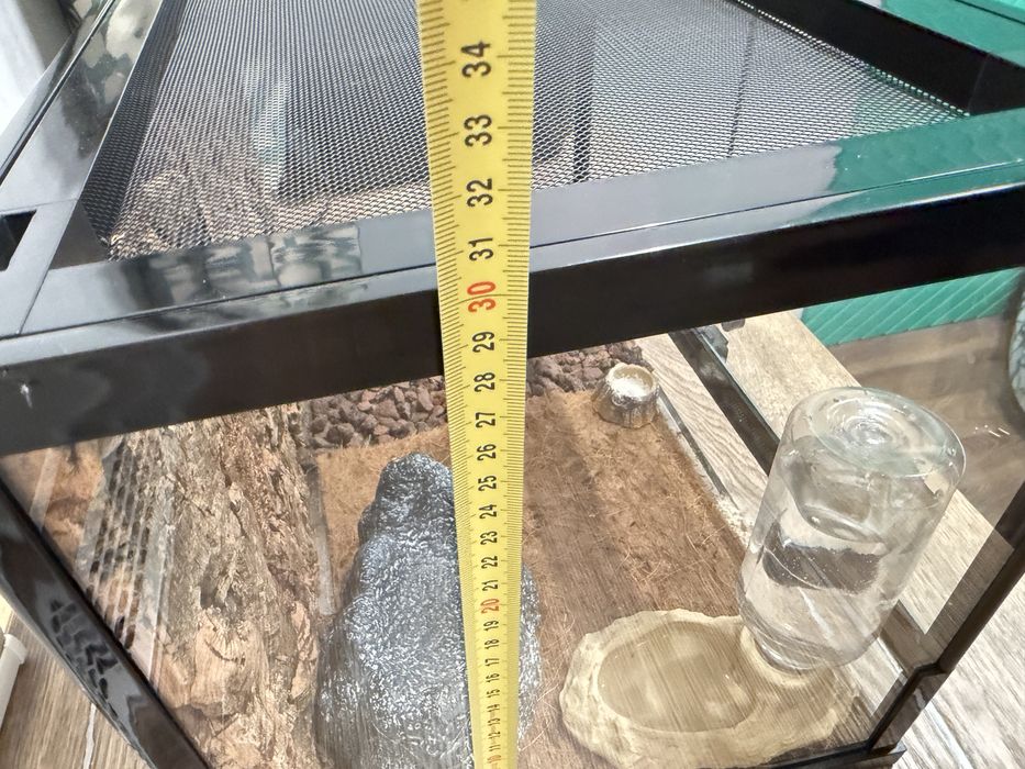 Взрослый эублефар под ключ