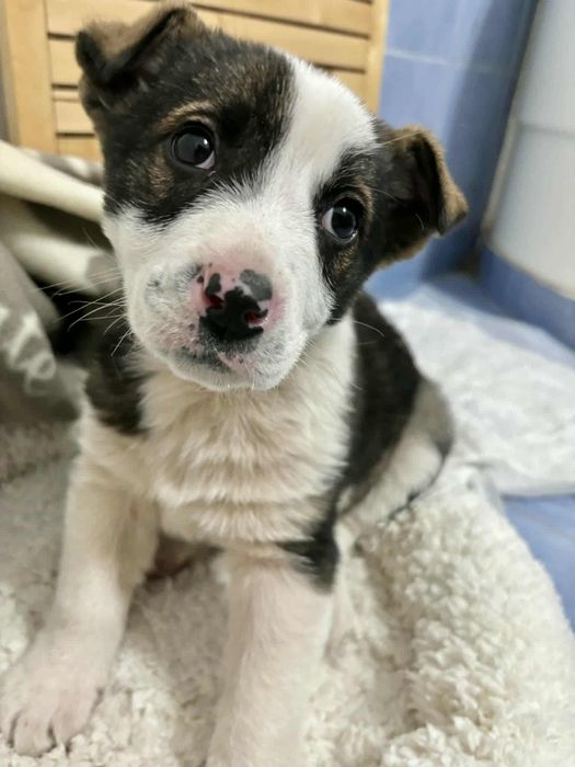 Cățelușa de adoptat