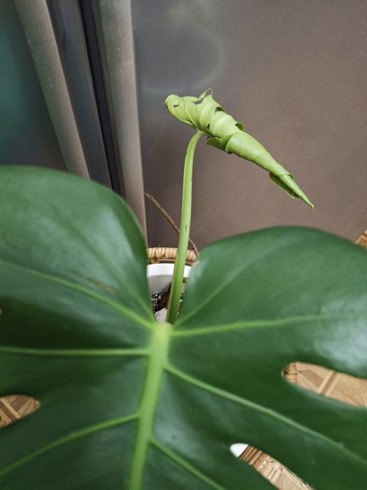 Красавица Монстера!