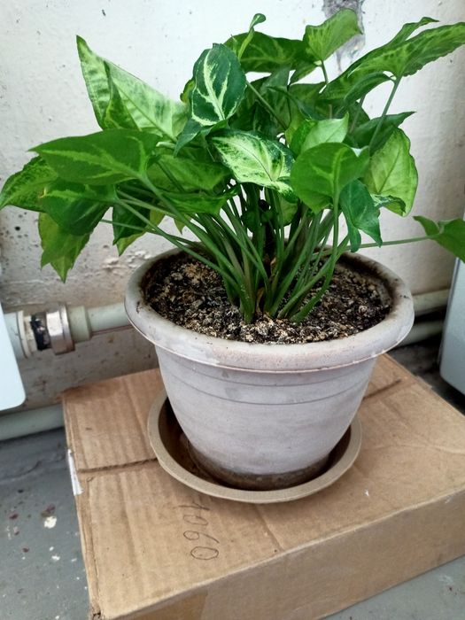 Домашние цветы на выбор