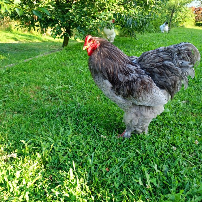 Găini și Cocoși Brahma  150 ,,,250. Lei in funcție de pasăre