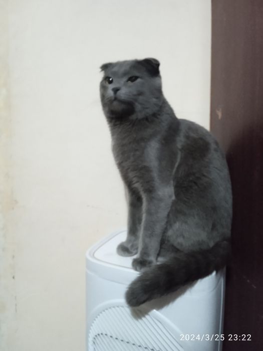 Mushuk va xorozdan olingan sperma