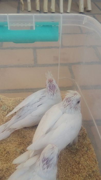 Домашние попугаи