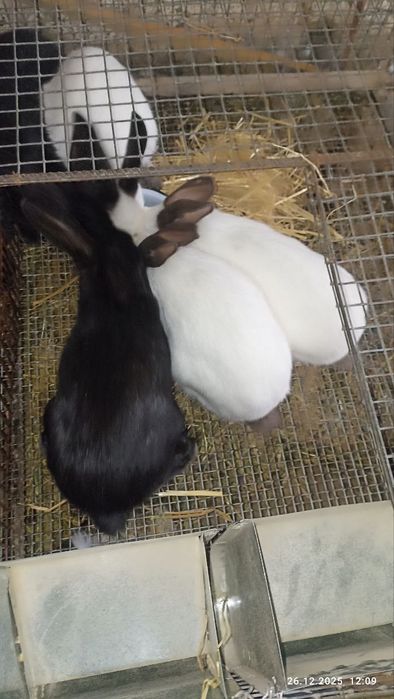 Кролики 4 месячные