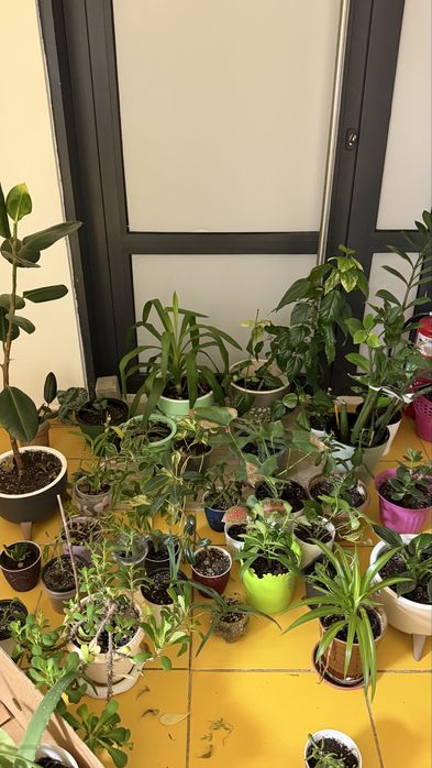 Комнатные растения