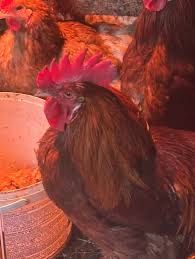 Продам молодых домашних петухов