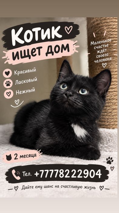 Котенок в добрые ручки