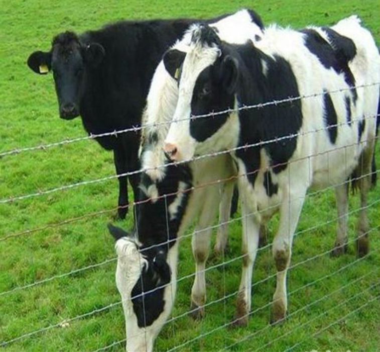 Электропастух забор для животных изгородь