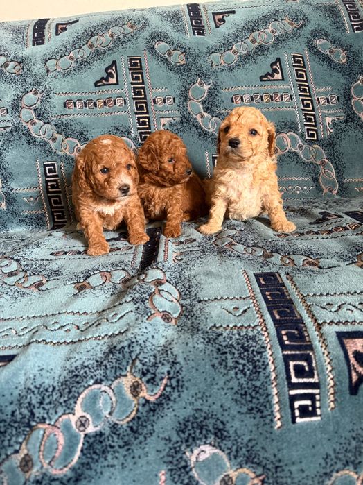 Той пудели момчета и момиче