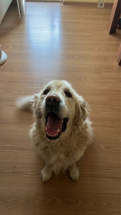 Ofer cazare pentru câini și alte animale de companie