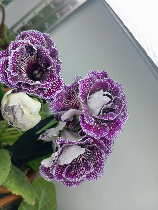 Сортовая махровая глоксиния